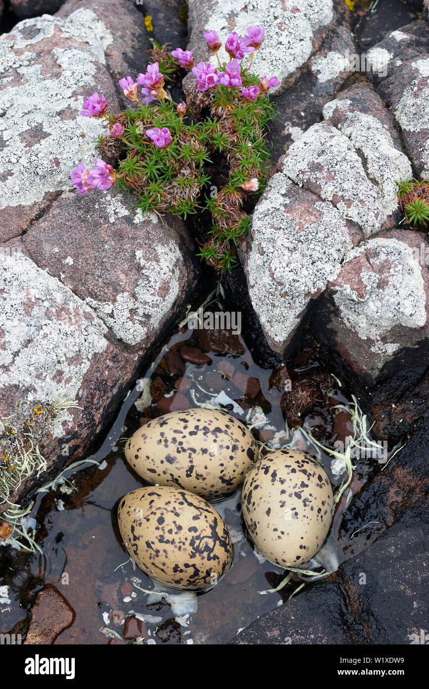 Les œufs de l'huîtrier assis dans l'eau, Sutherland Assynt, Highland, Scotland Banque D'Images