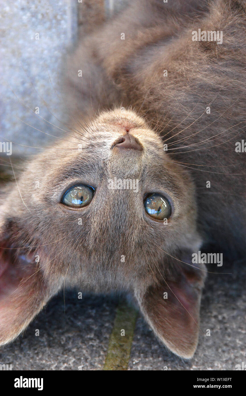 Mignon chaton gris aux yeux verts à l'envers (Chiot Cat) Banque D'Images