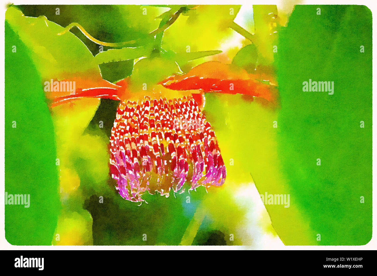 Aquarelle de fleur de fruit de passion entre les feuilles (Curitiba, Parana, Brésil) (Sud Brésil) Banque D'Images