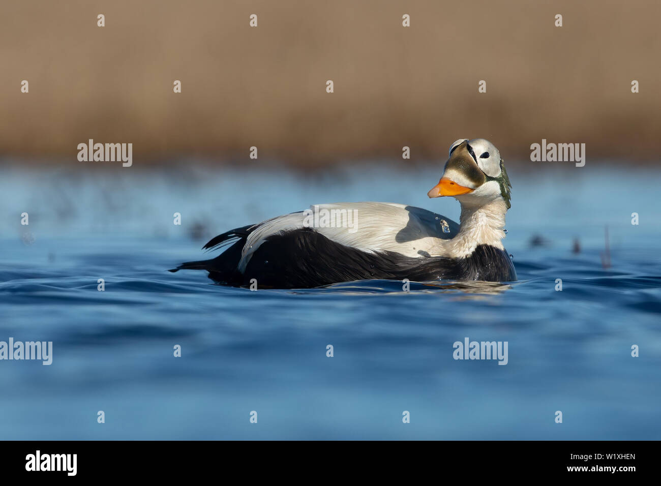 L'eider à lunettes Banque D'Images