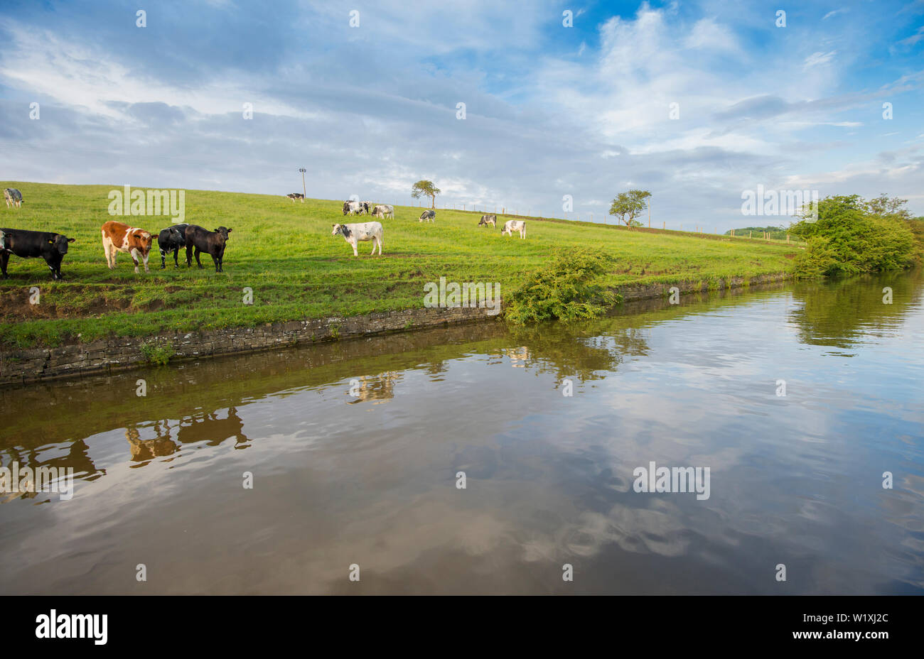 Vue paysage de campagne anglaise paysage avec troupeau de bovins domestiques frisons élevage sur canal navigable d'une banque avec la réflexion Banque D'Images