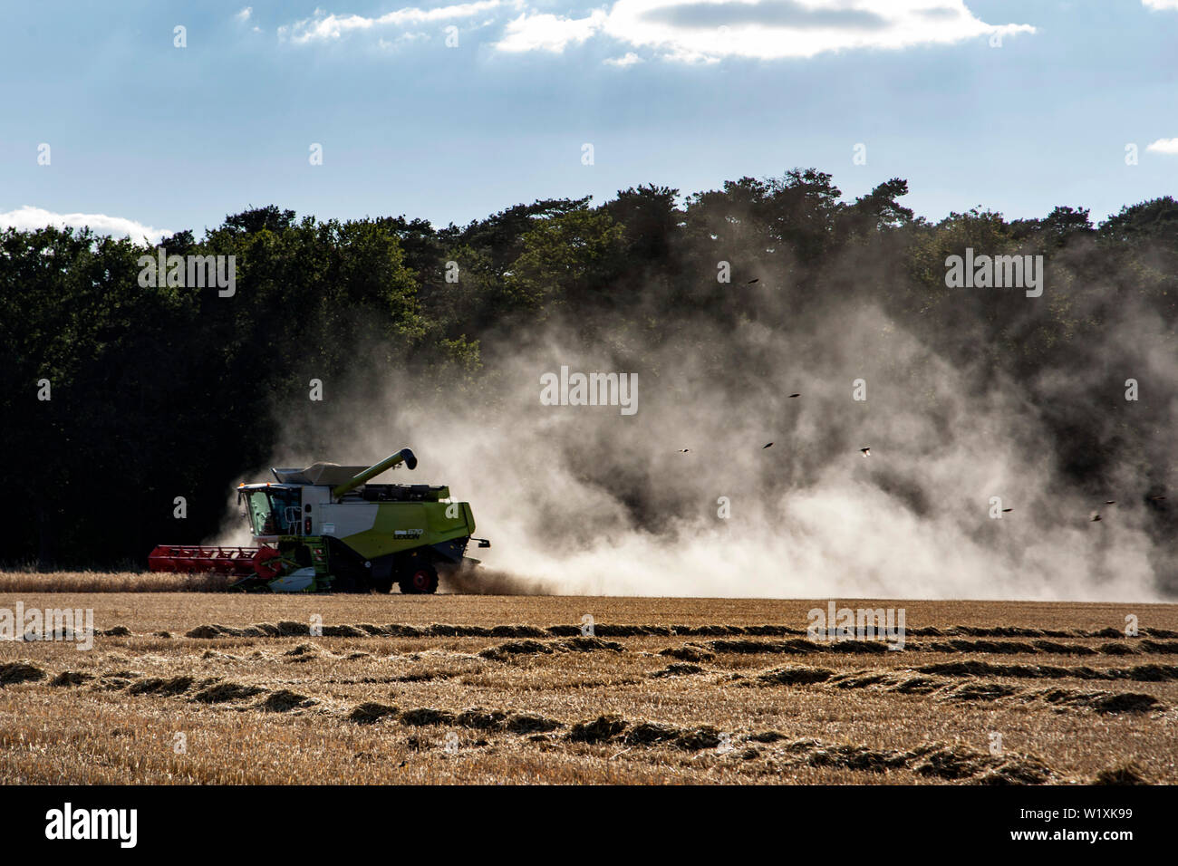 Au cours de la récolte à la moissonneuse-batteuse Banque D'Images