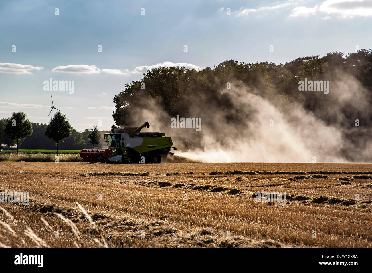 Au cours de la récolte à la moissonneuse-batteuse Banque D'Images