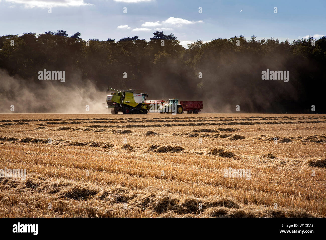 Au cours de la récolte à la moissonneuse-batteuse Banque D'Images