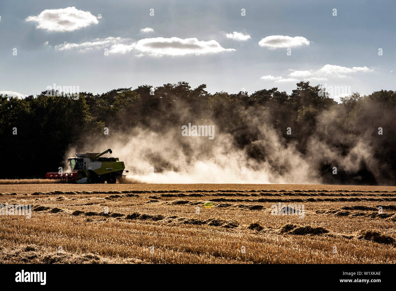 Au cours de la récolte à la moissonneuse-batteuse Banque D'Images