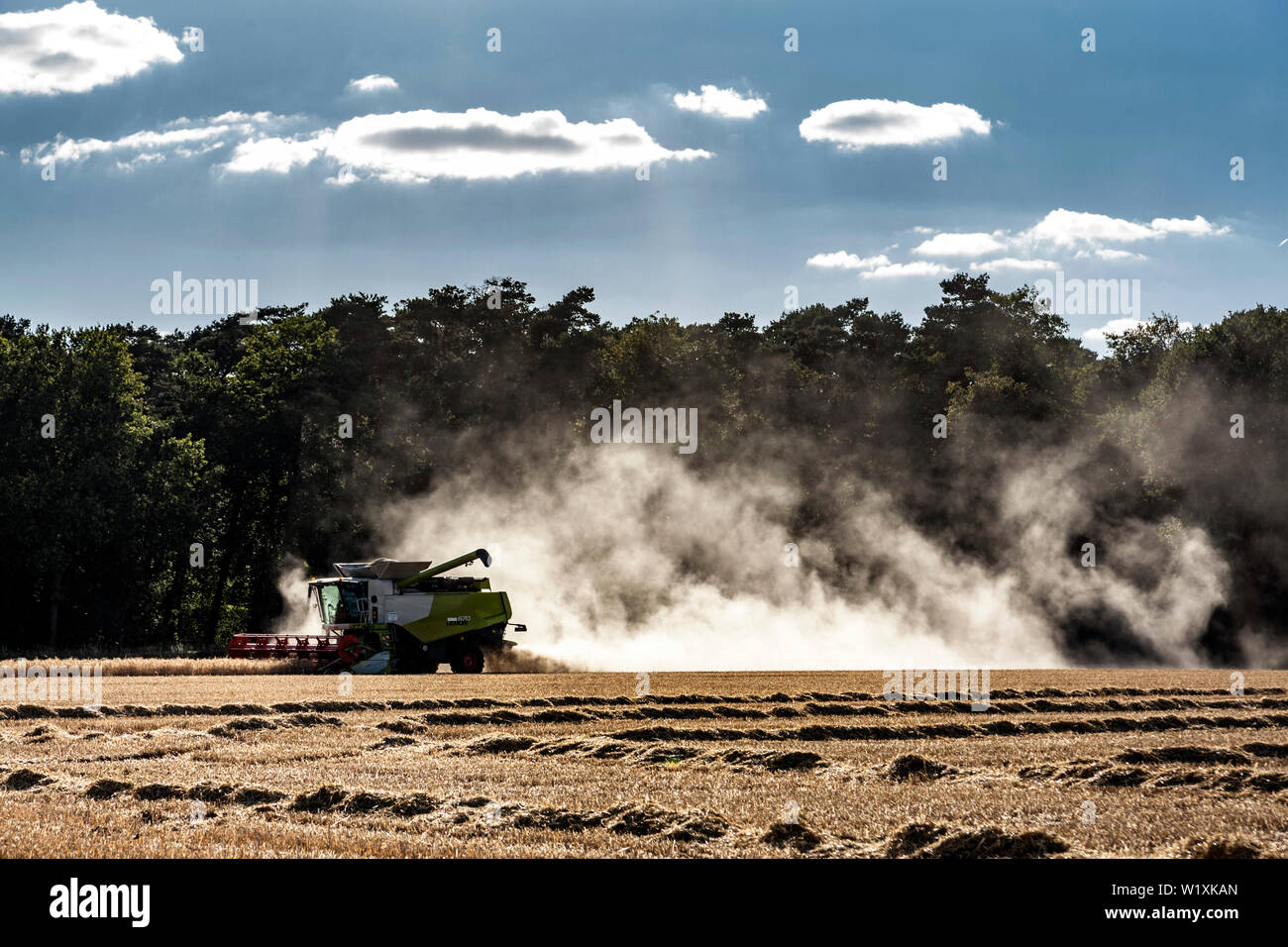 Au cours de la récolte à la moissonneuse-batteuse Banque D'Images