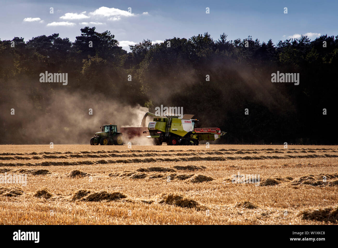 Au cours de la récolte à la moissonneuse-batteuse Banque D'Images