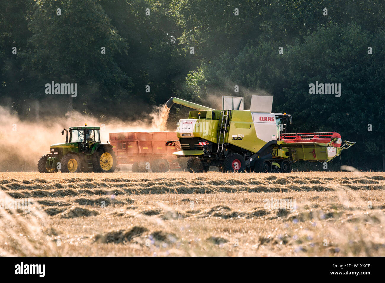Au cours de la récolte à la moissonneuse-batteuse Banque D'Images