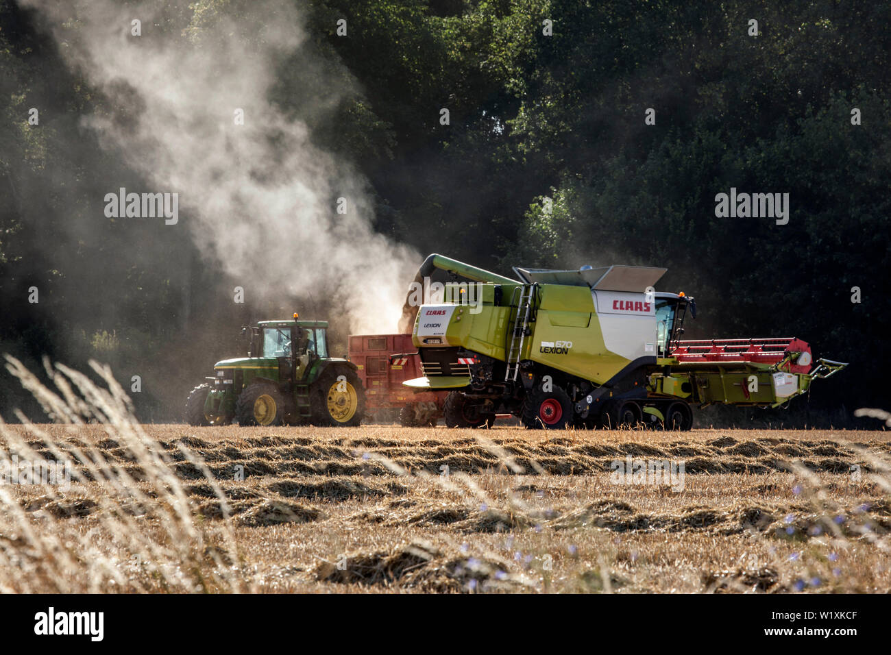 Au cours de la récolte à la moissonneuse-batteuse Banque D'Images