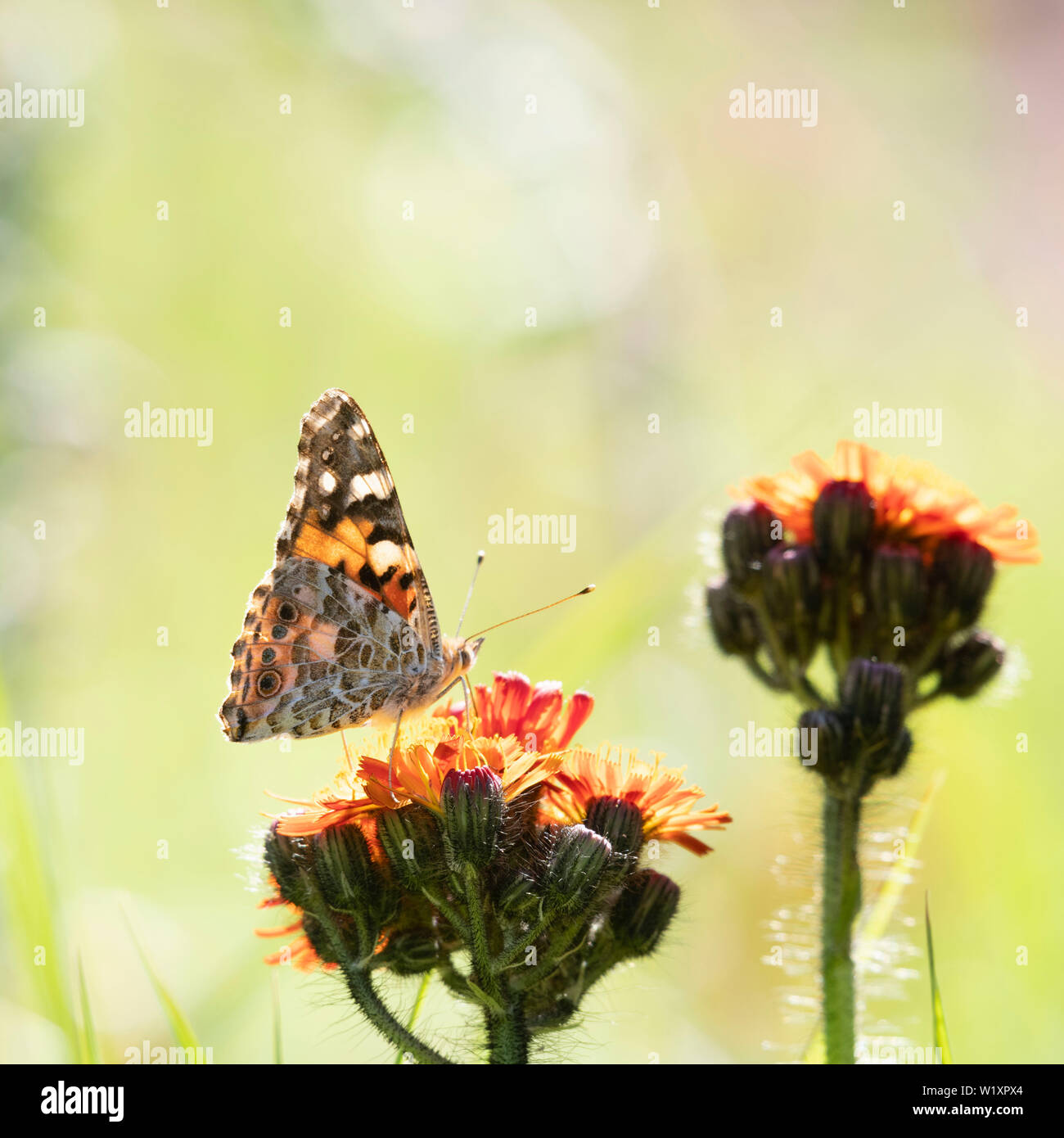 Un papillon belle dame (Vanessa cardui) se nourrissant dans un Patch de la Sauvagette 'Fox et d'oursons' (Hieracium Aurantiacum), alias 'Flora' Pinceau Banque D'Images
