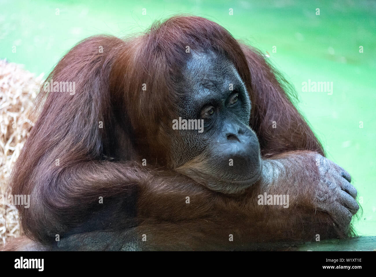 Portrait d'une orange avec un orang-outan pensif drôle de visage paresseusement en regardant ce qui se passe Banque D'Images