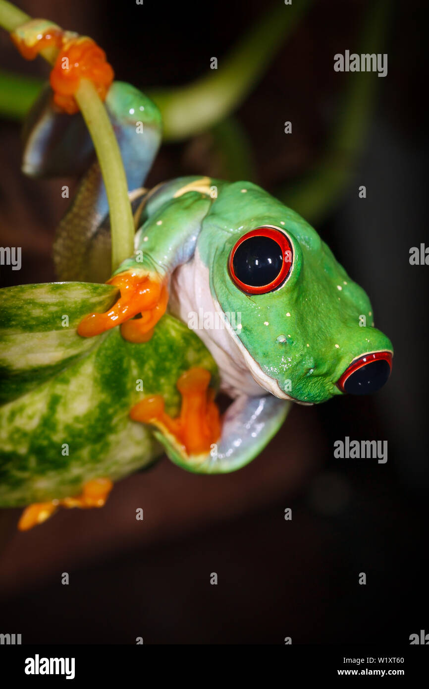 Red eyed tree frog scramble sur la feuille et à la recherche à l'appareil photo Banque D'Images