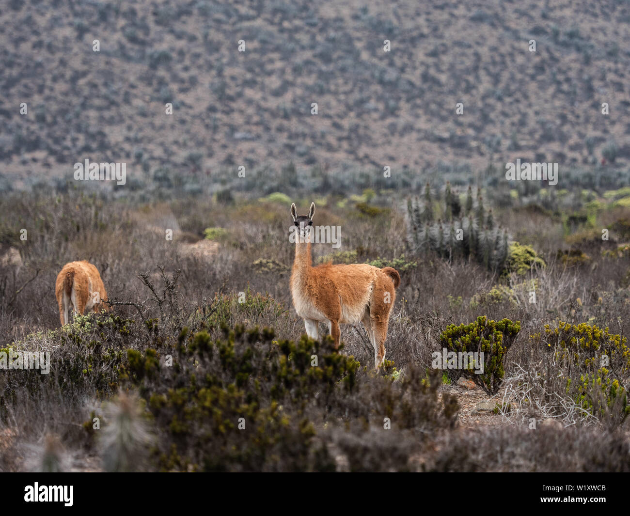 Désert Chili Patagonie faune guanacos Banque D'Images