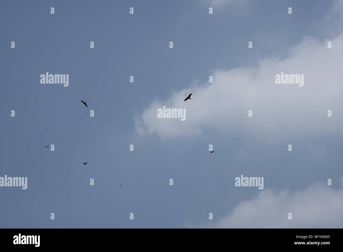 Hawks volant dans le ciel bleu Banque D'Images