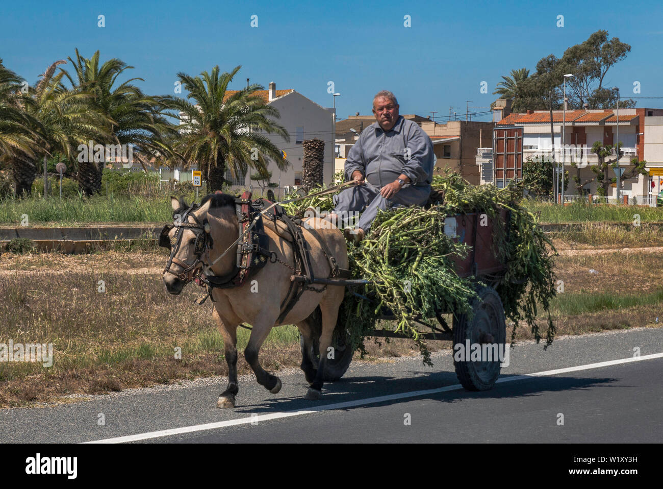 Cheval et panier sur route dans le delta du Rio Ebro, près de Deltebre, Catalogne, Espagne Banque D'Images