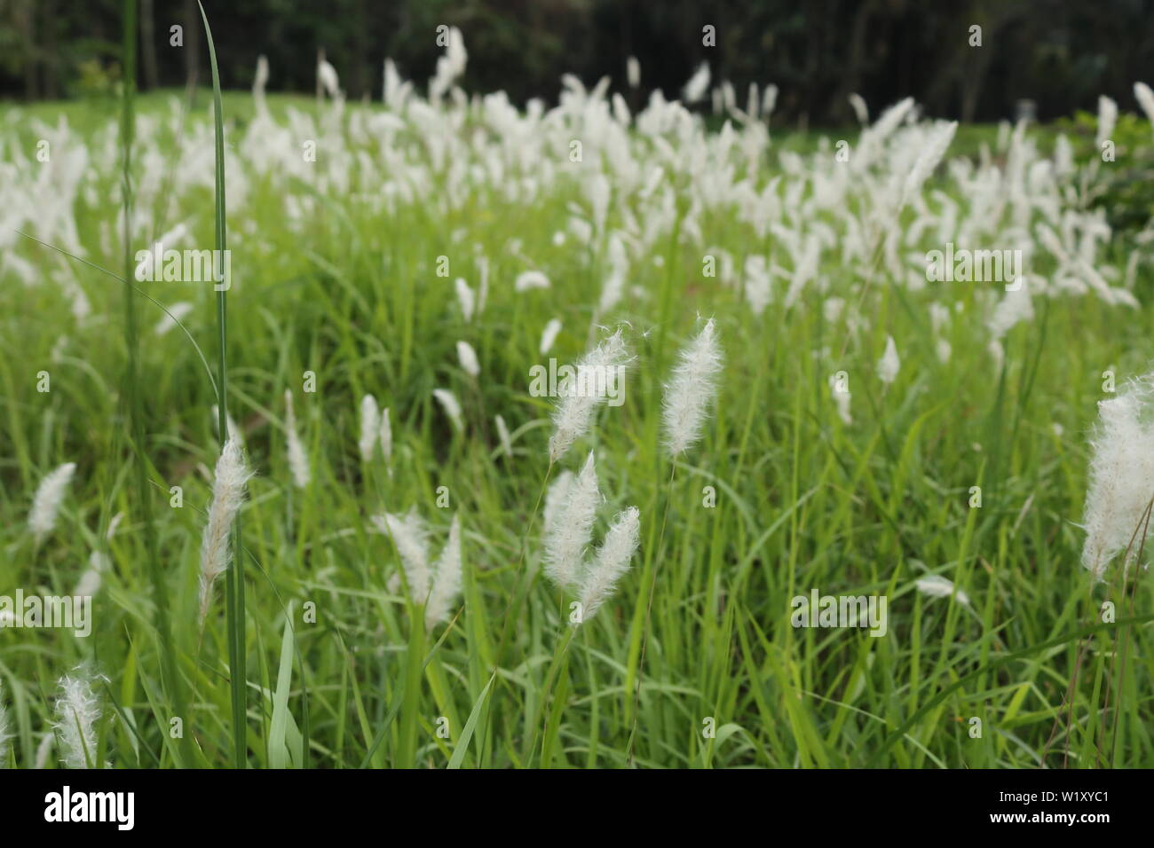 La canne à sucre sauvage rapprochée avec les herbes Banque D'Images