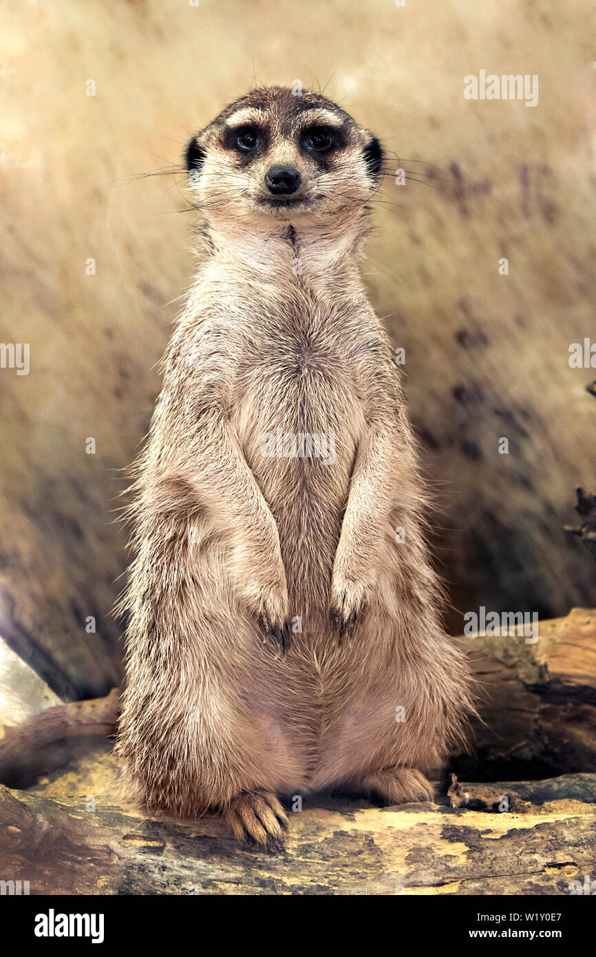 Meerkat (Suricata suricatta) debout regardant la caméra Banque D'Images