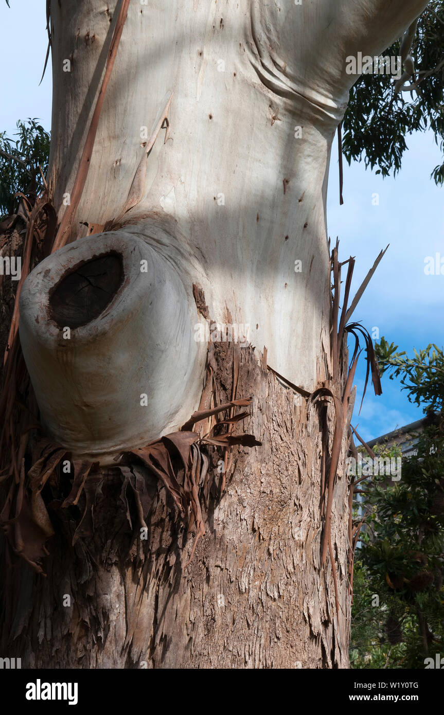 Sydney, Australie, l'écorce peeling sur un arbre d'Eucalyptus grandis, également connu sous le nom de gomme ou gomme rose inondées Banque D'Images