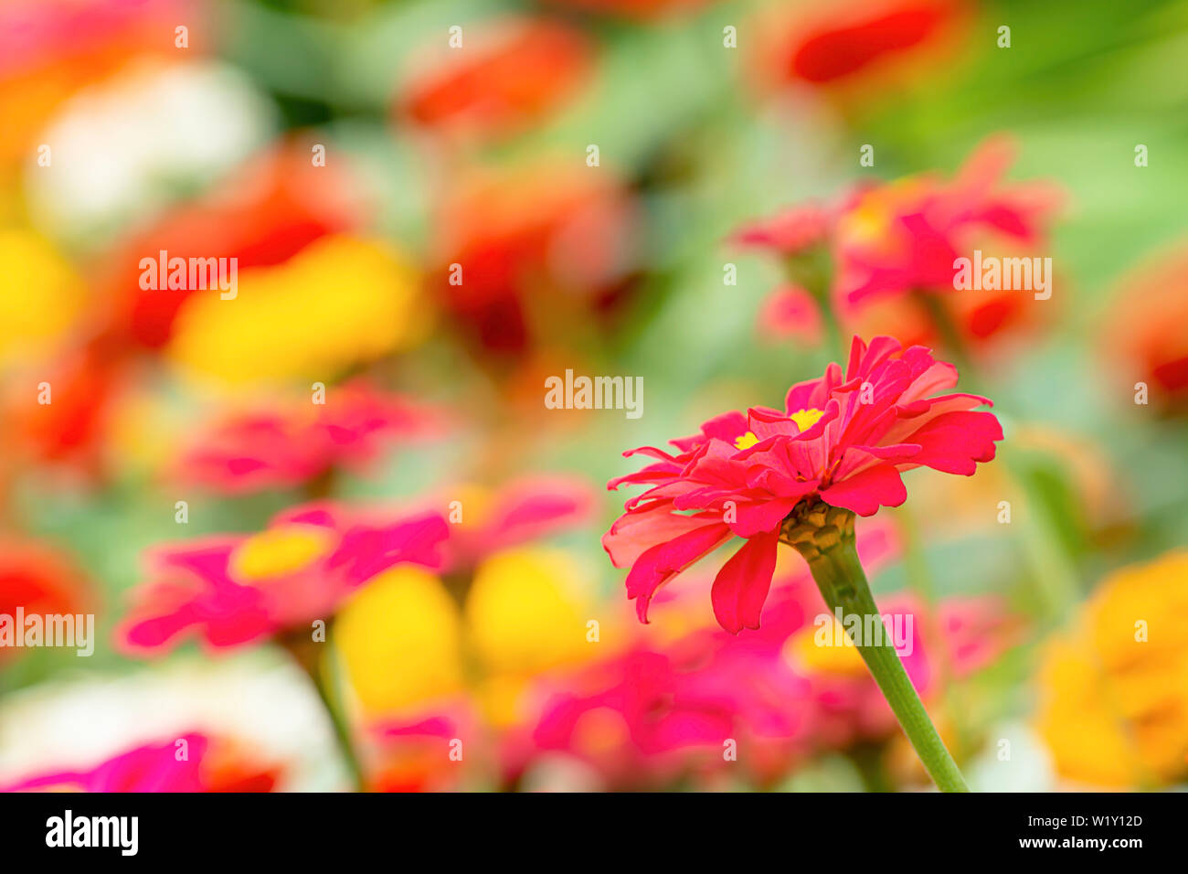 Zinnia rose des couleurs vives attirent les insectes. Banque D'Images