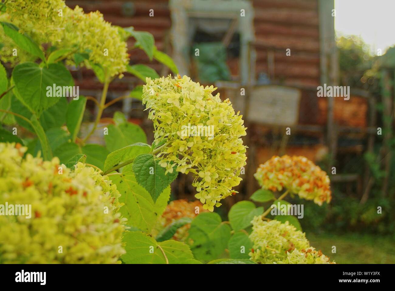 Maison rustique en bois, en automne, la Russie Banque D'Images