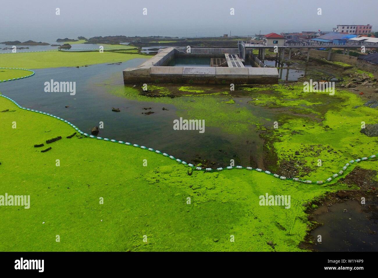 Linyi, Shandong, Chine. 4 juillet, 2019. Shandong, Chine - juillet4 2019 : une grande zone de marée verte a touché terre sur la côte est de Qingdao, shandong province.Certaines zones de reproduction de pêcheurs ont été affectés dans une certaine mesure.Selon les dernières informations de suivi publié par la direction générale de Beihai le ministère des Ressources naturelles, de la zone de distribution de la marée verte Enteromorpha dans la mer de Bohai a dépassé 50 000 kilomètres carrés, couvrant environ 477 kilomètres carrés. Crédit : SIPA Asie/ZUMA/Alamy Fil Live News Banque D'Images