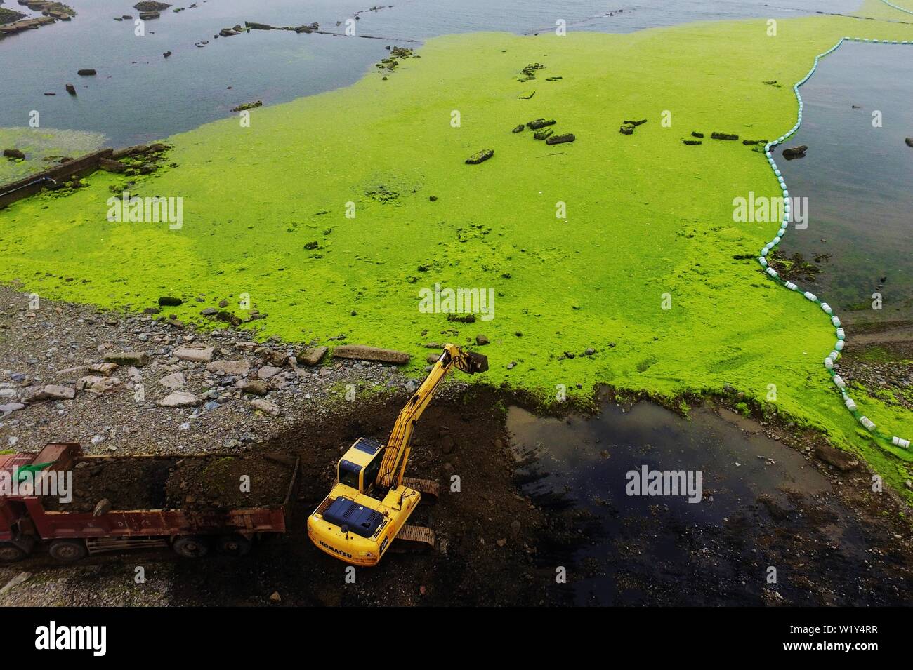 Linyi, Shandong, Chine. 4 juillet, 2019. Shandong, Chine - juillet4 2019 : une grande zone de marée verte a touché terre sur la côte est de Qingdao, shandong province.Certaines zones de reproduction de pêcheurs ont été affectés dans une certaine mesure.Selon les dernières informations de suivi publié par la direction générale de Beihai le ministère des Ressources naturelles, de la zone de distribution de la marée verte Enteromorpha dans la mer de Bohai a dépassé 50 000 kilomètres carrés, couvrant environ 477 kilomètres carrés. Crédit : SIPA Asie/ZUMA/Alamy Fil Live News Banque D'Images