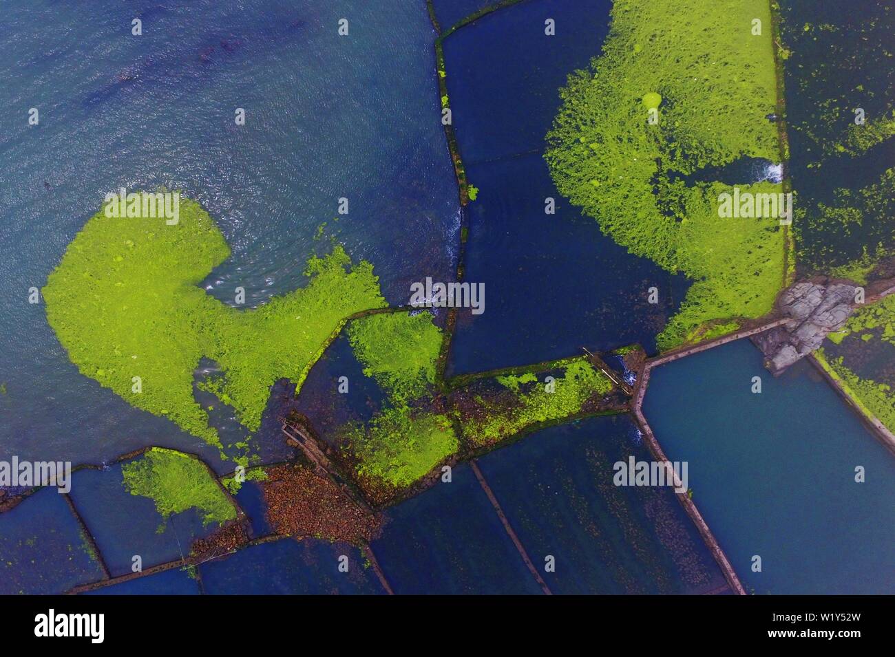 Linyi, Shandong, Chine. 4 juillet, 2019. Shandong, Chine - juillet4 2019 : une grande zone de marée verte a touché terre sur la côte est de Qingdao, shandong province.Certaines zones de reproduction de pêcheurs ont été affectés dans une certaine mesure.Selon les dernières informations de suivi publié par la direction générale de Beihai le ministère des Ressources naturelles, de la zone de distribution de la marée verte Enteromorpha dans la mer de Bohai a dépassé 50 000 kilomètres carrés, couvrant environ 477 kilomètres carrés. Crédit : SIPA Asie/ZUMA/Alamy Fil Live News Banque D'Images