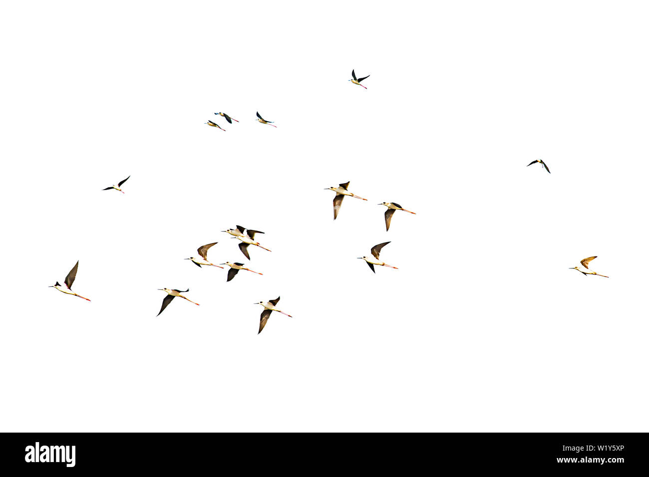 Bandes isolées d'oiseaux volant sur un fond blanc avec chemin de détourage. Banque D'Images