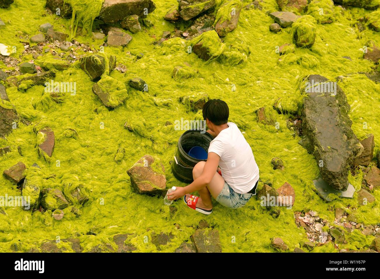 Linyi, Shandong, Chine. 4 juillet, 2019. Shandong, Chine - juillet4 2019 : une grande zone de marée verte a touché terre sur la côte est de Qingdao, shandong province.Certaines zones de reproduction de pêcheurs ont été affectés dans une certaine mesure.Selon les dernières informations de suivi publié par la direction générale de Beihai le ministère des Ressources naturelles, de la zone de distribution de la marée verte Enteromorpha dans la mer de Bohai a dépassé 50 000 kilomètres carrés, couvrant environ 477 kilomètres carrés. Crédit : SIPA Asie/ZUMA/Alamy Fil Live News Banque D'Images