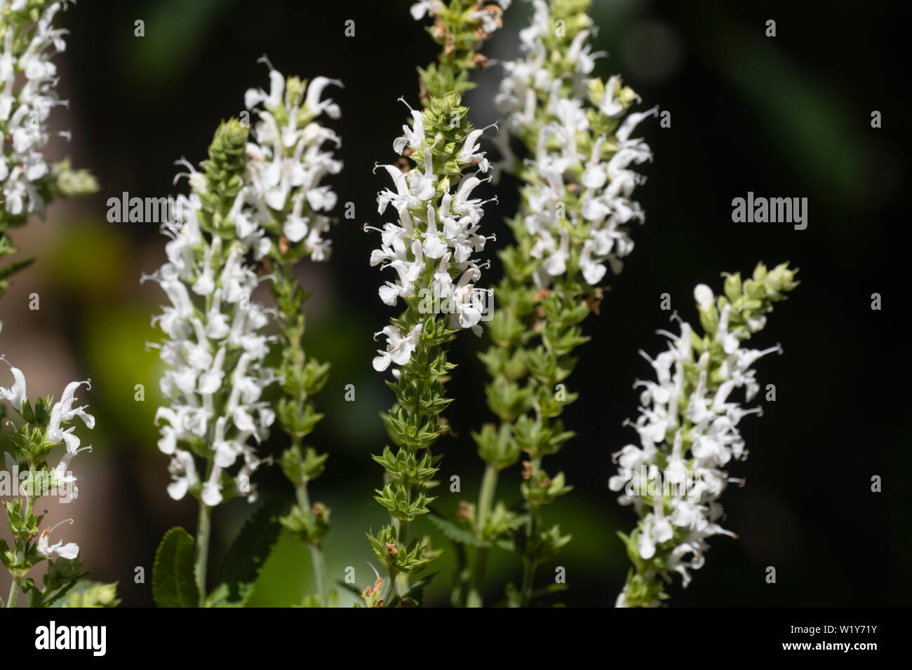 Petites fleurs blanches à la pointe de l'été fleur plante vivace, sauge,  Salvia x sylvestris 'chneehugel» Photo Stock - Alamy