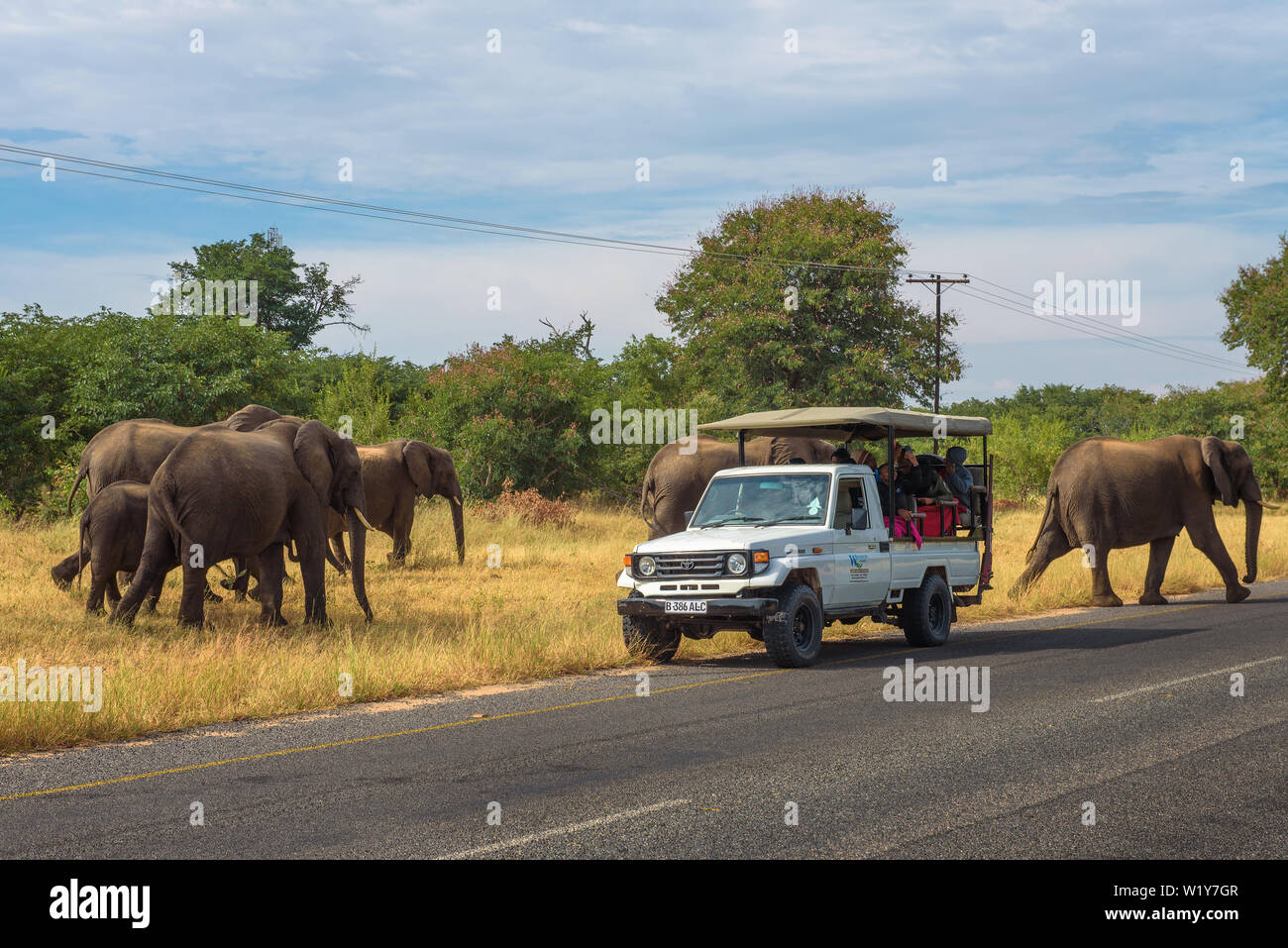 Troupeau d'éléphants traversant la rue autour d'une voiture de safari dans le Parc National de Chobe Banque D'Images