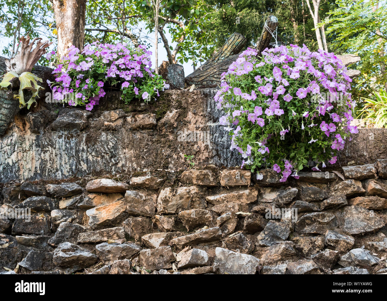 Pétunia violet pot est accroché près du mur de pierre dans le jardin botanique. Banque D'Images