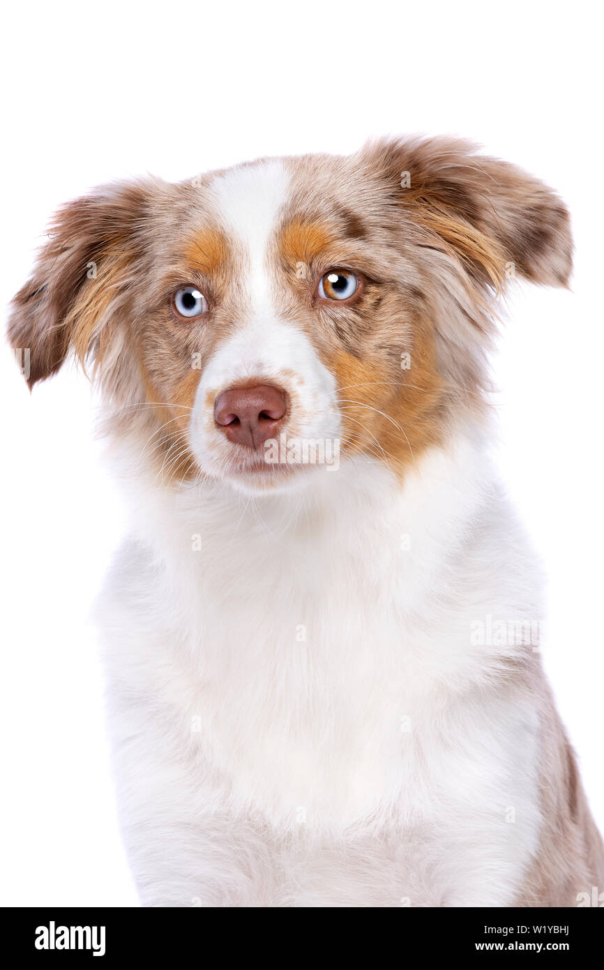 Merle rouge American Shepherd Miniature devant un fond blanc Banque D'Images