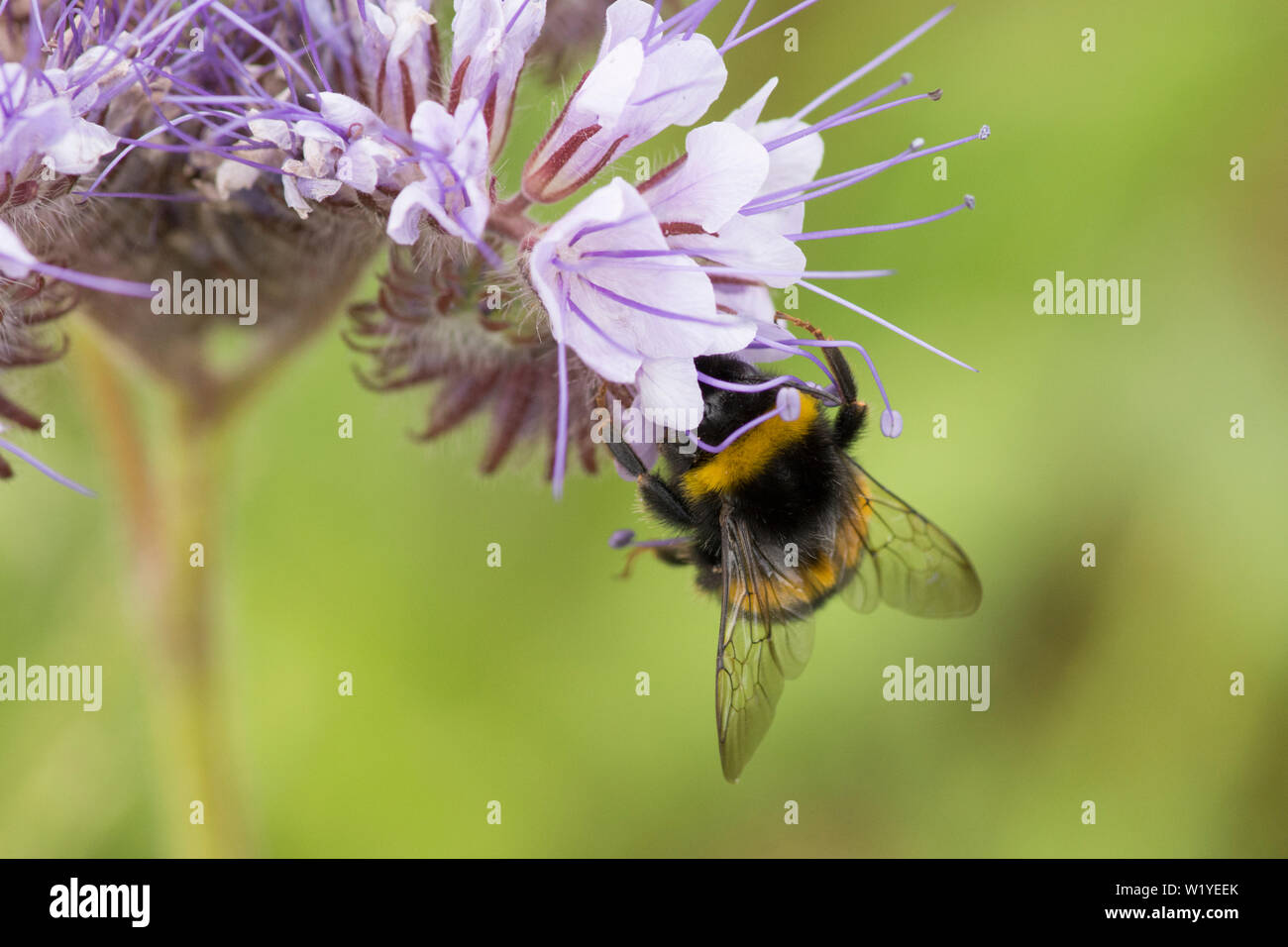 Bourdon sur Phacelia tanacetifolia, Lacy phacelia, tansy Bleu, Violet tansy. Culture de couverture, l'engrais vert, attire les insectes, Essex, UK, Mai Banque D'Images