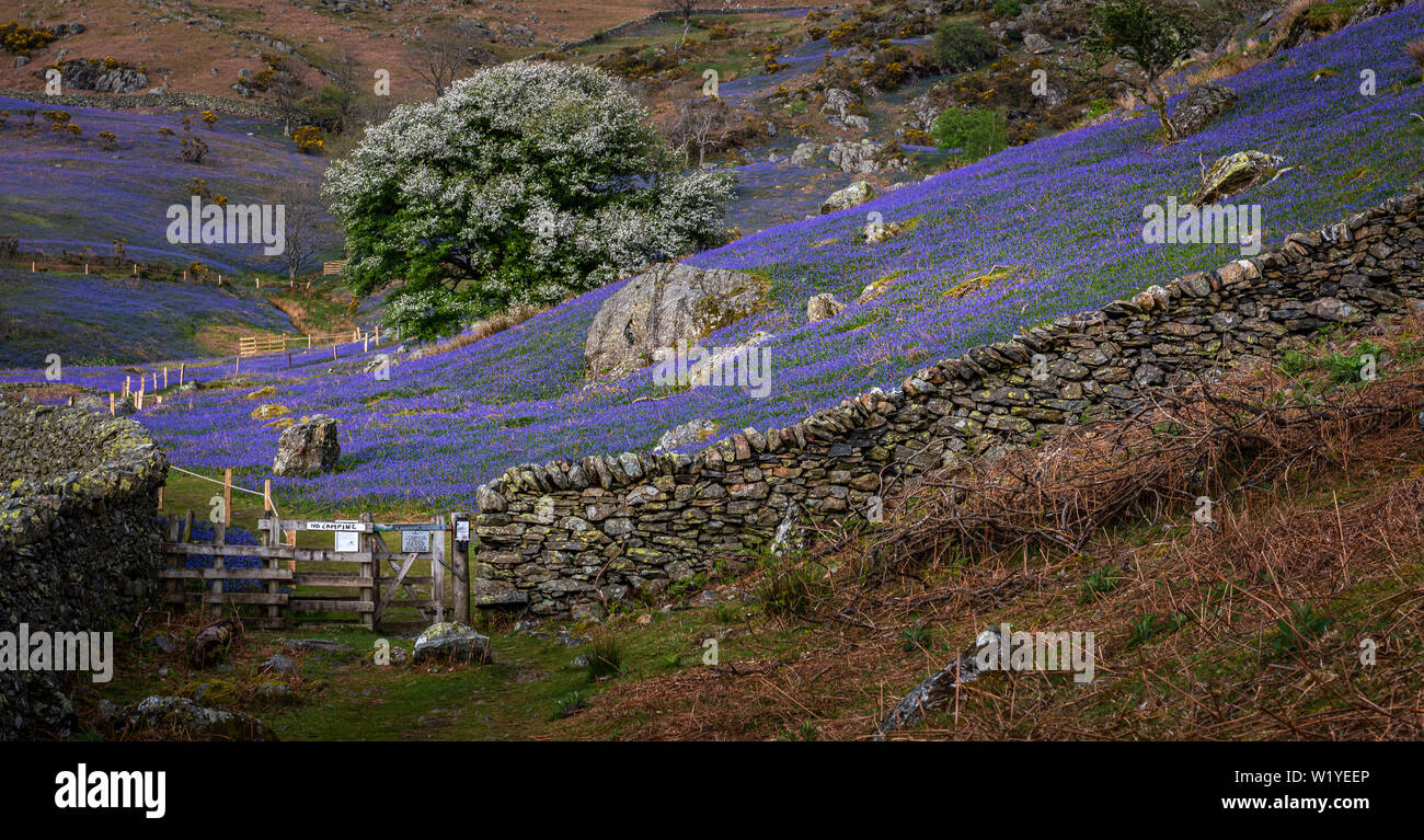 Le tapis de jacinthes à Rannerdale croître en colline, avec la plupart de la vallée devenir bleu quand ils sont en fleurs Banque D'Images