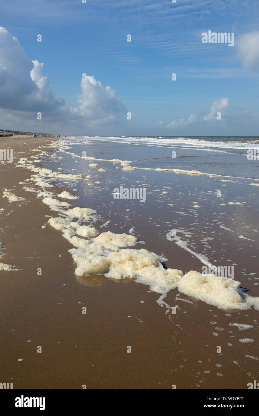 Phaeocystis, clade des algues, le long de la mer du Nord sur la plage Banque D'Images