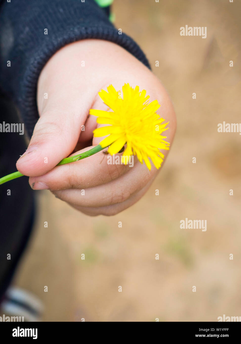 Fleur En Main De Bebe Peu De Pair Avec Flower Baby Hand Holding Dandelion Fleur Jaune Photo Stock Alamy