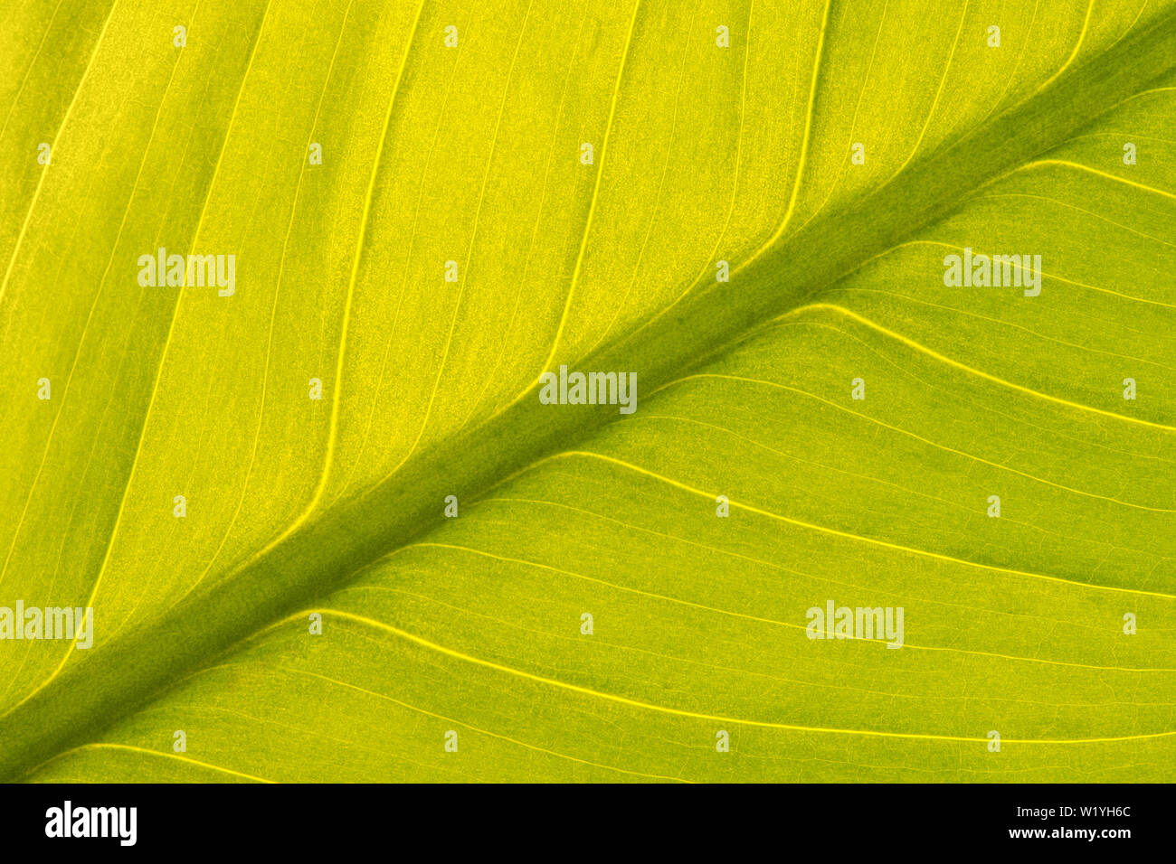 Diagonale symétrique vue d'un green Peace Lily leaf Spathiphyllum () avec un rétroéclairage pour lui donner une lueur douce et des textures intéressantes. Banque D'Images