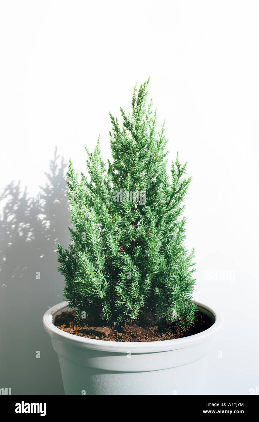 Pine Tree mignon sur fond blanc.Joyeux noël et d'hiver des idées concepts.un style minimaliste Banque D'Images