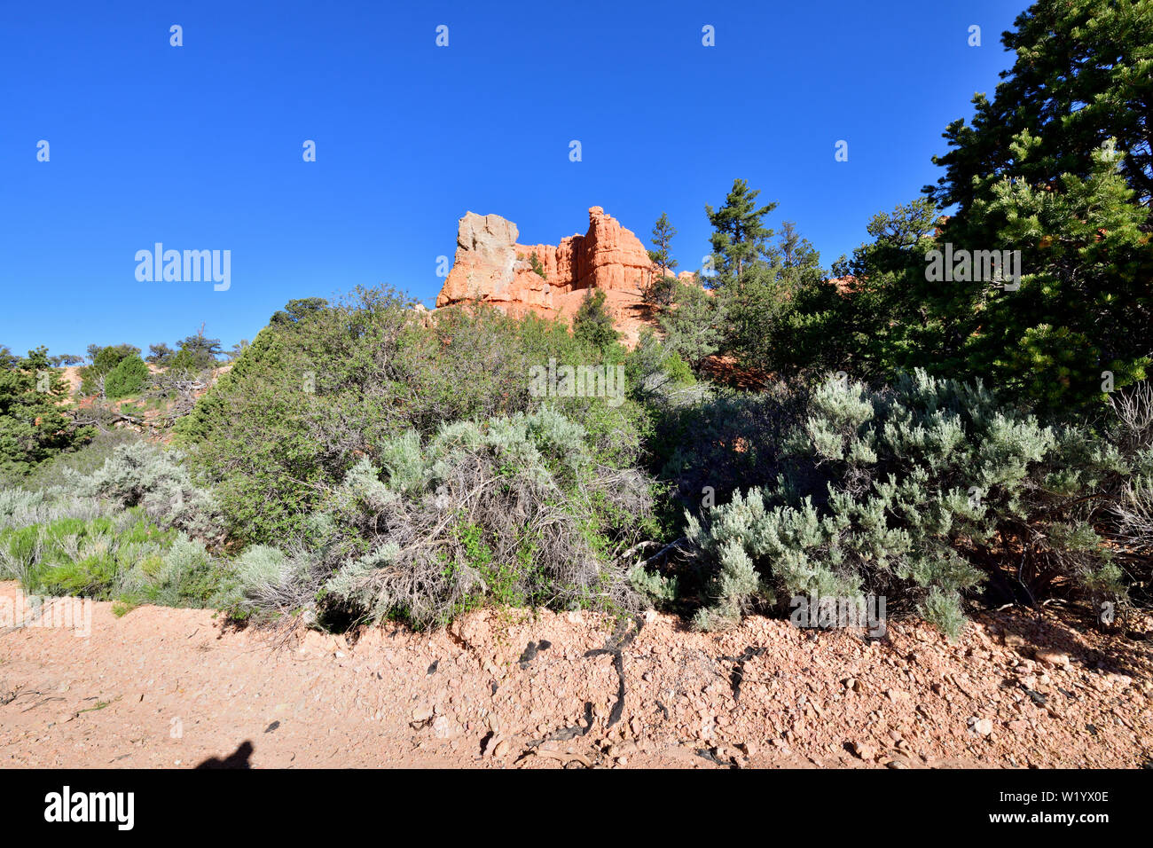 Red Canyon National Park, Utah, USA Banque D'Images