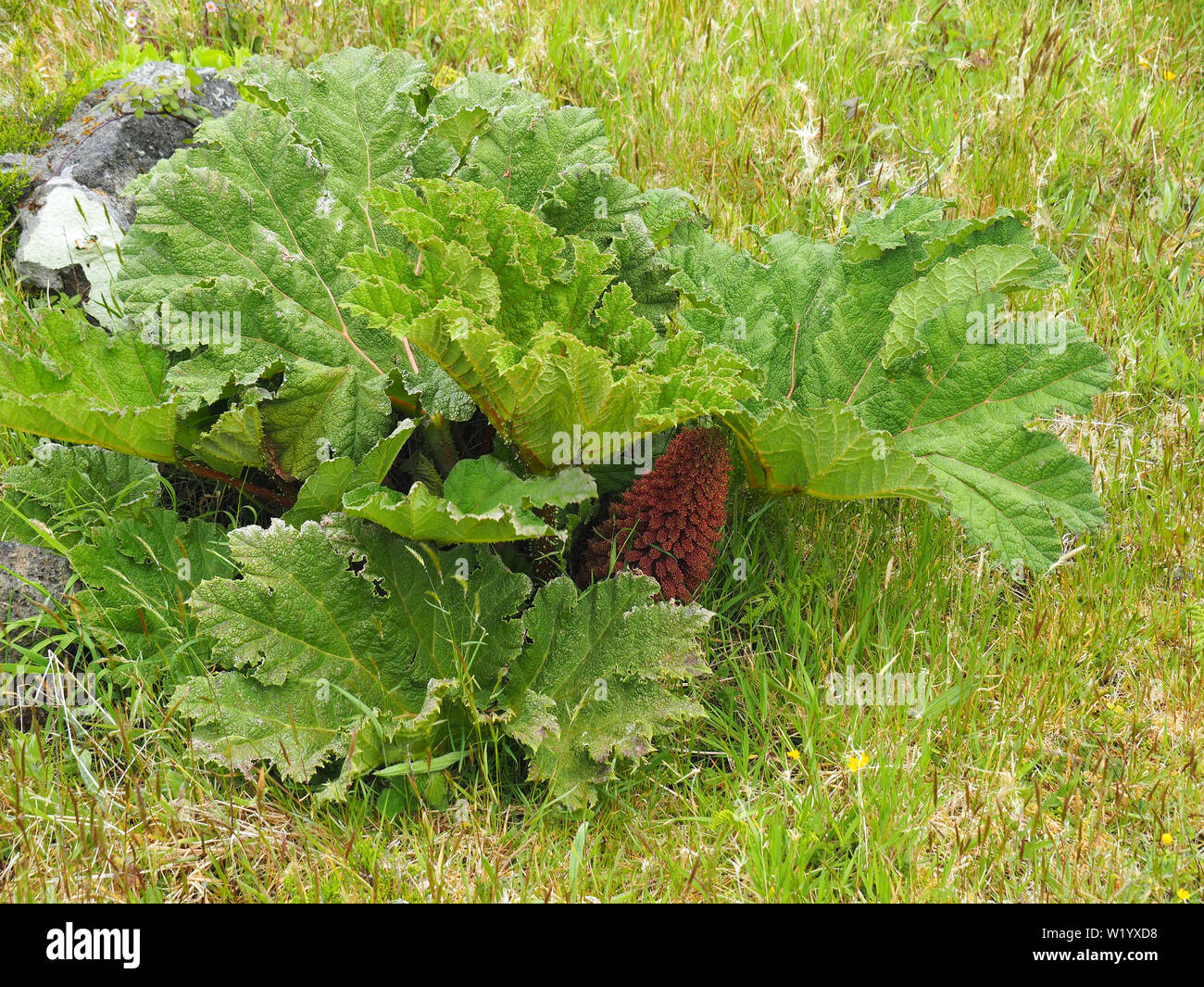 La rhubarbe géante Gunnera tinctoria, óriásrebarbara, île de São Miguel, Açores, Açores Banque D'Images