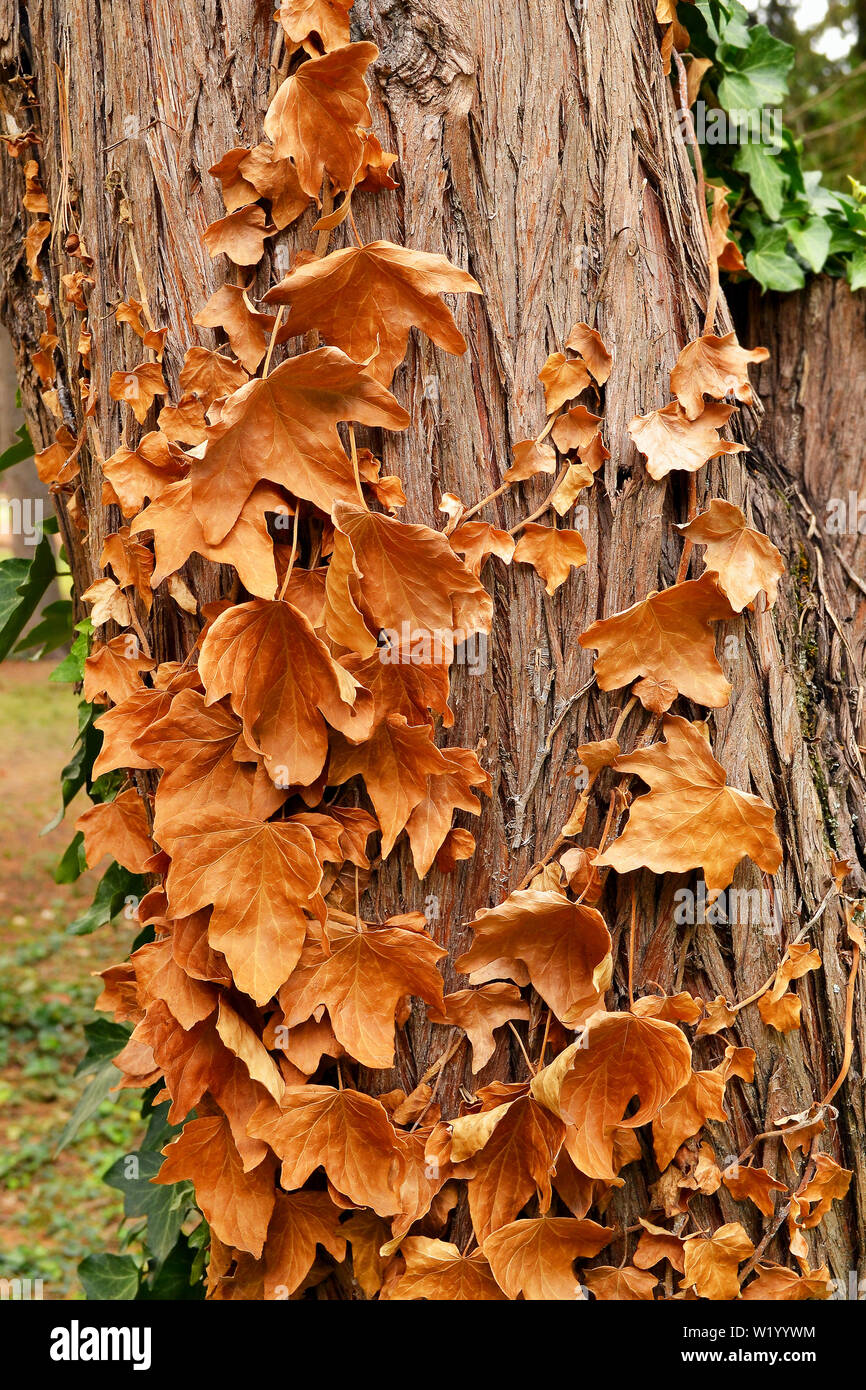 Le lierre, Hedera, également appelé jaune avec des feuilles sèches sur un tronc d'arbre close up Banque D'Images