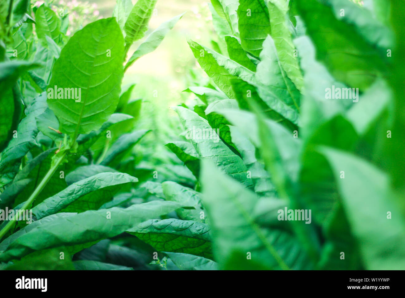 Les feuilles de tabac sont verts dans un champ de tabac Banque D'Images