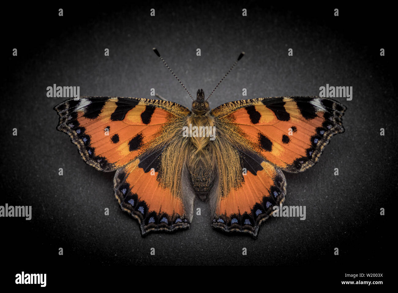 Petite écaille (Aglais urticae) perché sur une carte avec fond sombre Banque D'Images