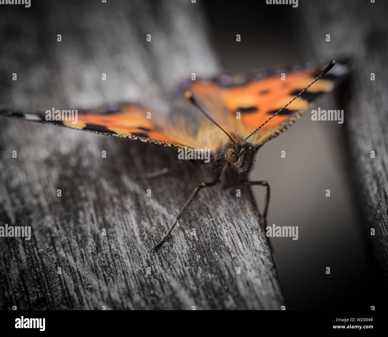 Petite écaille (Aglais urticae) perché sur une carte avec fond sombre Banque D'Images