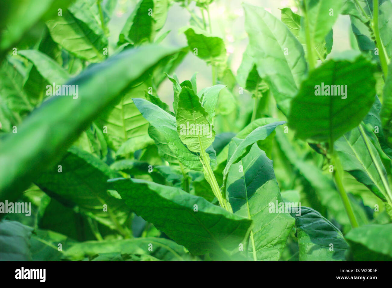Les feuilles de tabac sont verts dans un champ de tabac Banque D'Images