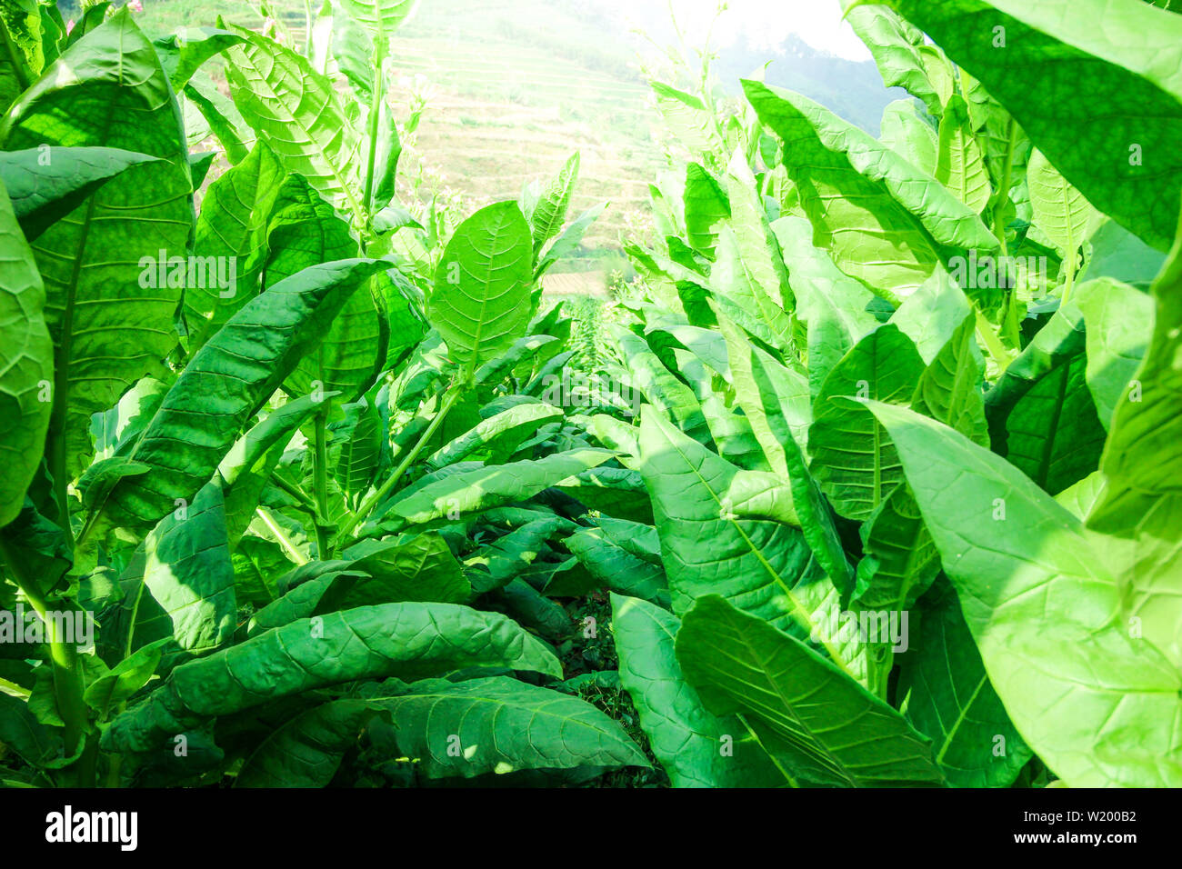 Les feuilles de tabac sont verts dans un champ de tabac Banque D'Images