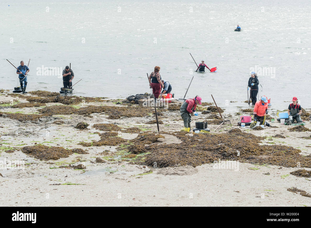 Les femmes et les hommes, des fruits de mer shellfishers d'asile, la collecte de fruits de mer, à O Grove, Pontevedra, Espagne Banque D'Images