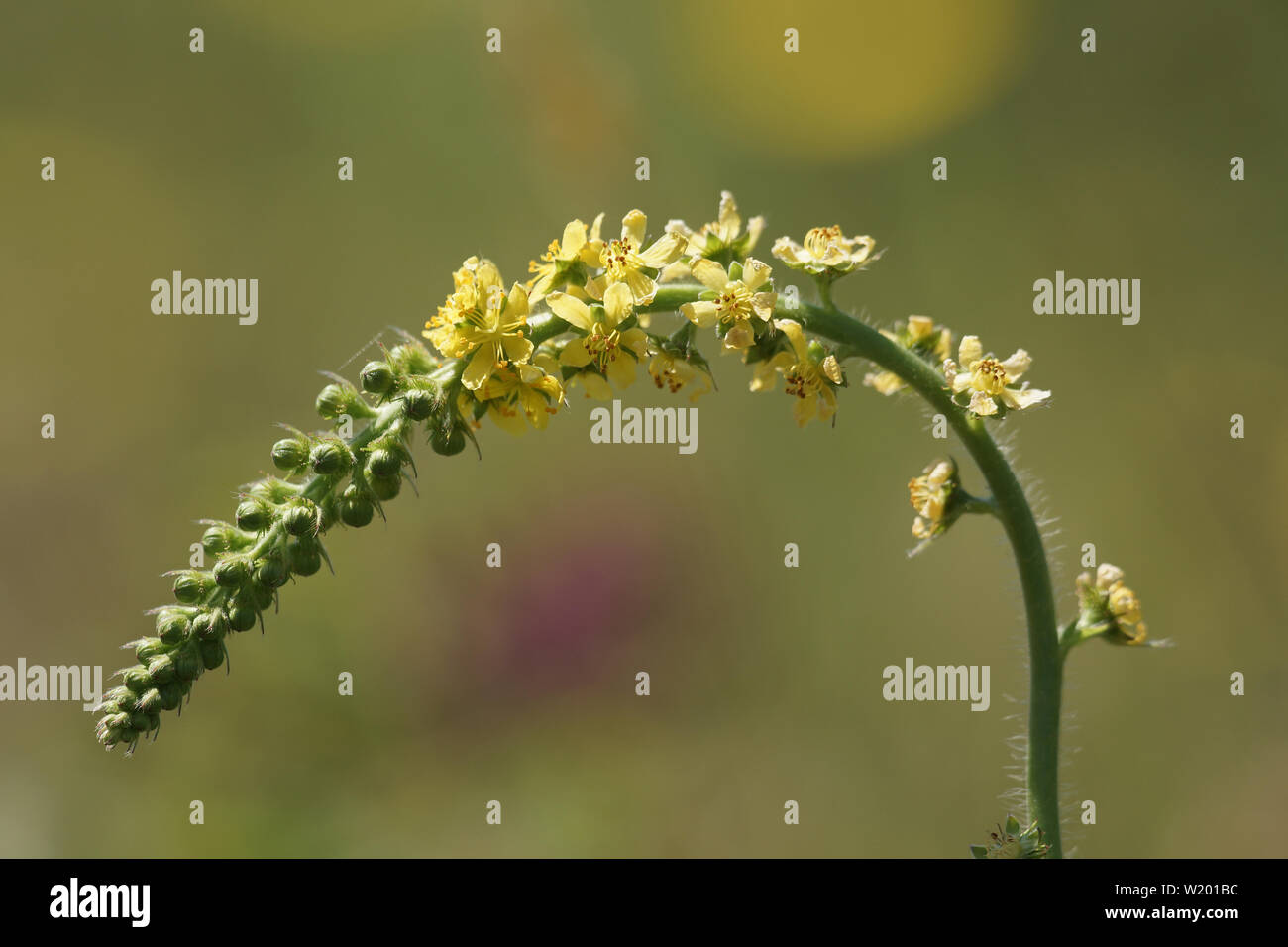 Aigremoine (Agrimonia eupatoria commun) qui poussent à l'état sauvage Banque D'Images