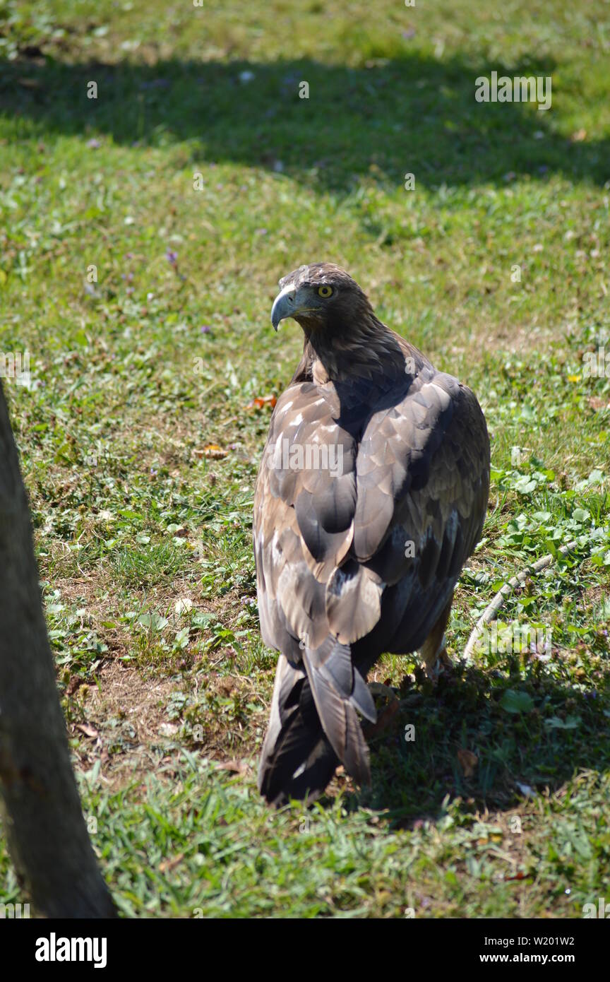 Portrait d'Aigle royal, Aquila chysaetos avec son cou tourné dans le Parc  Naturel de Cabarceno ancienne mine d'extraction de fer. Le 25 août 2013.  Caba Photo Stock - Alamy